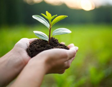 Çevre Dünya Günü. Tohum yetiştiren ağaçların ellerinde. Bokeh yeşil arka plan Kadın el ele tutuşuyor doğa tarlası çim orman koruma kavramı