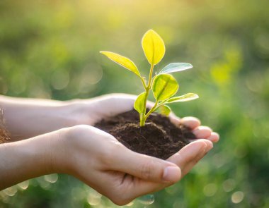 Çevre Dünya Günü. Tohum yetiştiren ağaçların ellerinde. Bokeh yeşil arka plan Kadın el ele tutuşuyor doğa tarlası çim orman koruma kavramı