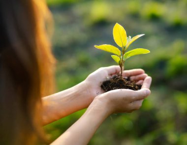 Çevre Dünya Günü. Tohum yetiştiren ağaçların ellerinde. Bokeh yeşil arka plan Kadın el ele tutuşuyor doğa tarlası çim orman koruma kavramı
