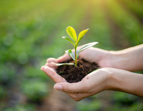 environment Earth Day. In the hands of trees growing seedlings. Bokeh green Background Female hand holding tree on nature field grass Forest conservation concept
