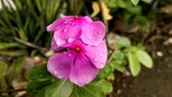 Υγρό Ροζ Καθαράνθιο Roseus Σταγόνες Δροσιάς — Φωτογραφία Αρχείου