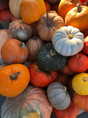 Arkaplan için renkli balkabakları