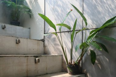 çimento duvarında yeşil bitkiler