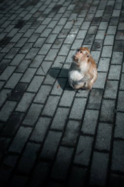 Şirin bir maymunun yakın plan fotoğrafı.