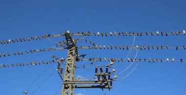 Kuşlar aynı çizgide. Doğanın ve endüstrinin mavi gökyüzünün önünde buluşması.