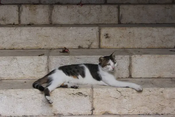 Akko, İsrail 'de sokak kedisi