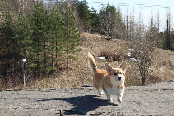 A corgi dog is walking on a rock from straight ahead. The dog\'s tail is raised. The dog has a golden white fur, big ears and brown eyes. It is a sunny spring day.