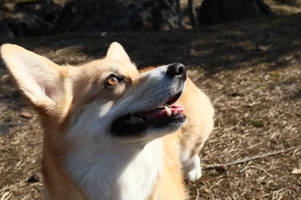 A corgi dog is looking up. A closeup profile of a dog\'s face. The dog\'s face in focus. The eye is illuminated. The dog has a golden white fur, big ears and brown eyes. It is a sunny spring day.