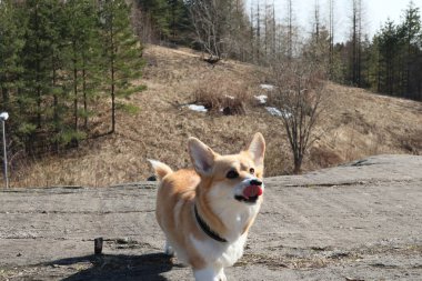 Bir Corgi köpeği öne çıkıyor. Köpek onun yüzünü yalıyor. Köpeğin altın beyazı bir kürkü, büyük kulakları ve kahverengi gözleri vardır. Güneşli bir bahar günü..