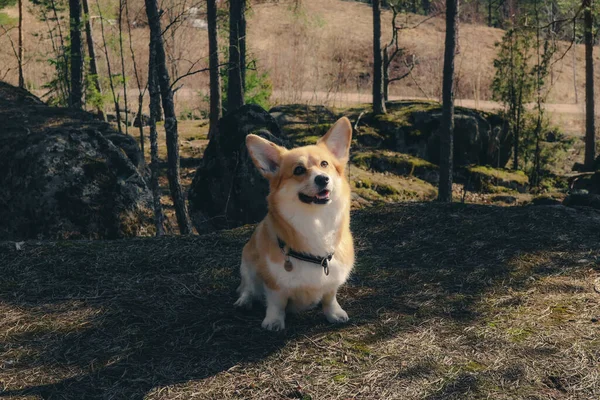 森の中にはコルギの犬が腰を下ろして見上げている 犬は金色の白い毛皮 大きな耳と茶色の目をしています 晴れた春の日です — ストック写真