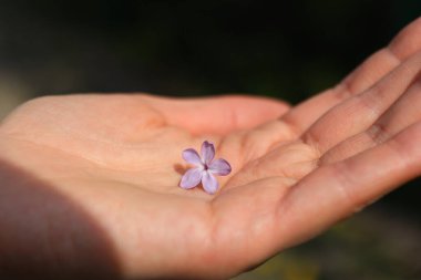 Elinde beş taç yaprağı olan bir leylak çiçeği. İyi şansın sembolü. Elinde hafif bir menekşe çiçeği var. Minimalist fotoğraf. Yakın plan fotoğraf..