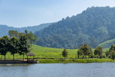Bazı düzenlemelerden sonra, çay tarlası manzarası.