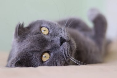 Yatakta yatan İskoç Katliamı kedisi. Gözlere odaklan..