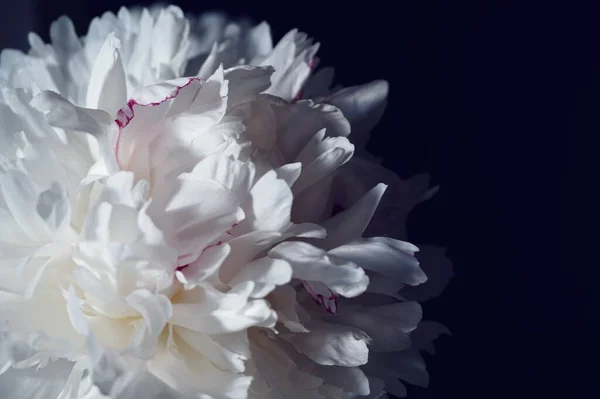 Beautiful white peony petals on a dark background. white peony closeup