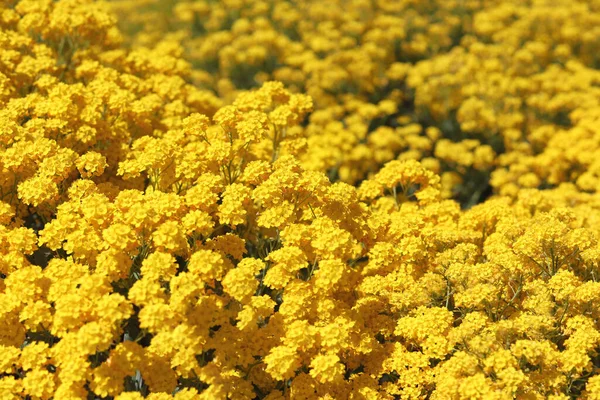 Close Goldentuft Alyssum Blooming Small Yellow Flower — Stock Photo, Image