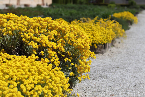 Пышные цветки желтых цветов в летнем саду.
