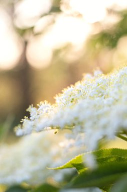 Yaşlı böğürtlen çiçeklerinin güneş ışığında kaybolan görüntüsü. Bulanık çiçek çiftliği. Yumuşak odaklı bulanık görüntü. Doğal arkaplan ve doku