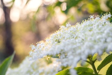 Mürver çiçeği yakın çekim, makro, duvar kağıdı, arka plan, masaüstü, koy. Yumuşak odaklı bulanık görüntü. Doğal arkaplan ve doku