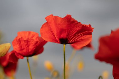 Gri gökyüzüne karşı güneşte açan gelinciğin güzel bir fotoğrafı.