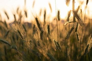 Gün batımında altın batan güneşin ışığında kulak siluetleri. Güneş ışınları ile güzel doğa manzarası. Doğa arkaplanı. Günbatımında çiviler