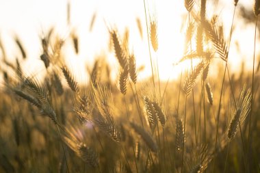 Altın batan güneşin ışığında sivri uçlu siluet. Doğa arkaplanı. Güneş ışığıyla güzellik alanı arka planı.