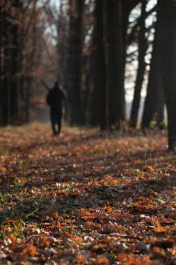 Meşe yolu boyunca sonbahar yürüyüşü. Bir meşe sokağında düşen sonbahar yaprakları. Atmosfer sonbahar doğa resmi.