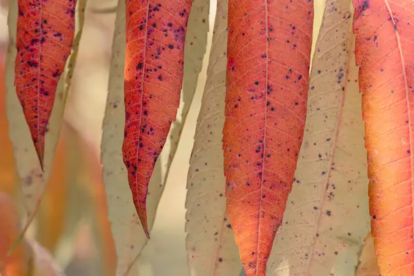 Kleurrijke Herfst Bladeren Close Natuur Mooie Herfst Achtergrond Met Gekleurde — Stockfoto
