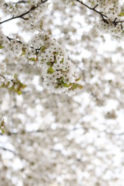 Güzel beyaz kiraz çiçekleri baharda çiçek açar. Bahar doğası arka planı