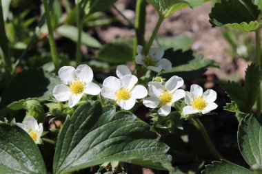 Yataklarda yetişen çilek, yeşil yapraklı beyaz çiçekler ve tomurcuklar.. 