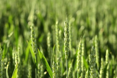 Kulağında yeşil buğday tarlası.