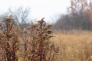 Uzun güzel bitki Solidago kanadensis sonbahar grubuna karşı yakın çekim