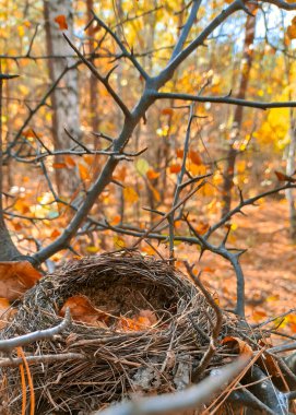 Doğadaki dalların üzerinde boş kuş yuvası. Ormandaki dalların üzerinde boş bir kuş yuvası olan sonbahar resmi