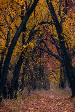Sonbahar konsepti. Sonbahar ormanı manzarası. Sonbaharda gizemli ormanda, sarı ve turuncu yapraklı uzun ağaçların arasında.