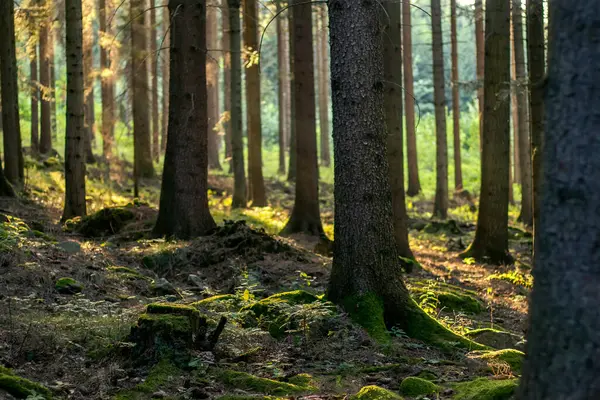 Gün batımında dağlarda doğal bir kozalaklı orman resmi.