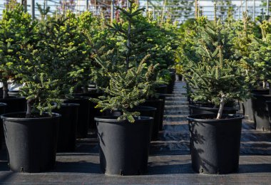 Genç kozalaklı ağaçlar, bir süs bitkisi fidanlığında ya da bahçe merkezinde saksılarda sıralanır..