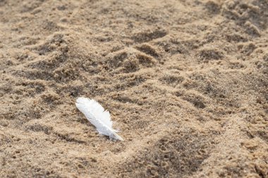 Kumun üzerinde beyaz tüy var. Kum arkaplanı