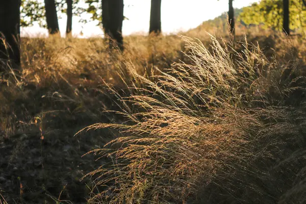 Sonbahar doğa resmi. Güneş ışınlarıyla yakın planda kurumuş güzel bitkiler. Altın saat.