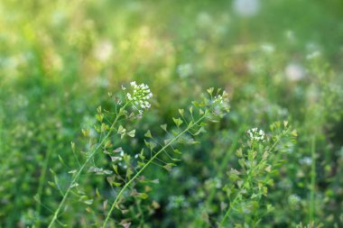 Shepherd 's çanta bitkisi ile doğal yeşil arka plan (Capsella bursa-pastoris)
