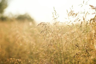 Ön planda çim yaprakları olan soyut sakin doğa arka planı