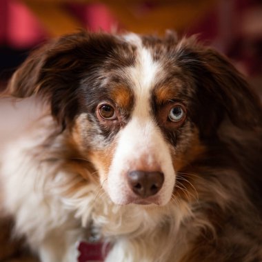 Avustralya Çoban Köpeğinin portresi farklı renkte gözler