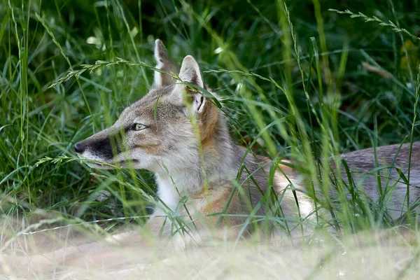 Desert Fox hiding in tall grass