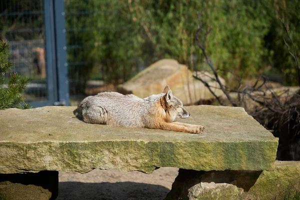 Desert fox warming itself in the sun