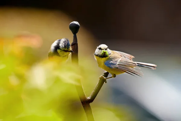 Pair Blue Tit Songbirds Finding Worm Food Offspring — Stockfoto