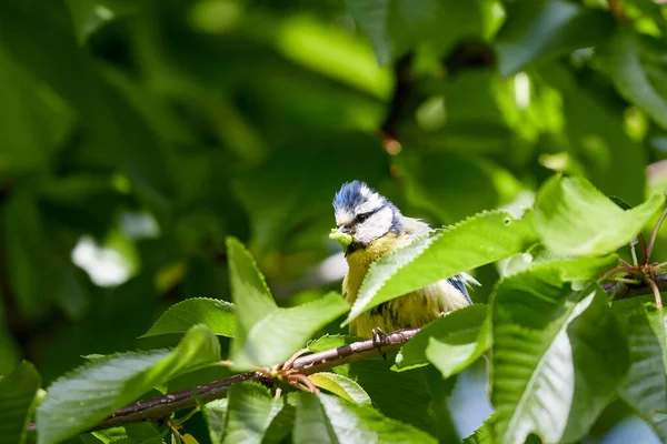 Small Blue Tit Songbird Sitting Cherry Tree Worm Its Beak —  Fotos de Stock