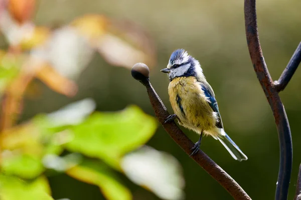 Small Blue Tit Songbird Sitting Rose Bush Soft Sun Light — стоковое фото