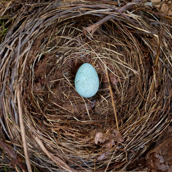 Top Macro Shot Blue Bird Egg Its Nest — Stock Photo, Image