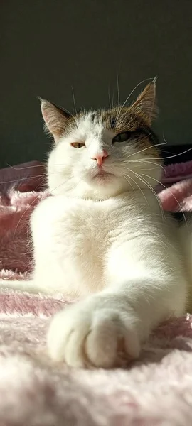 Fluffy Furry Multicolored Domestic Cat — Stock Photo, Image