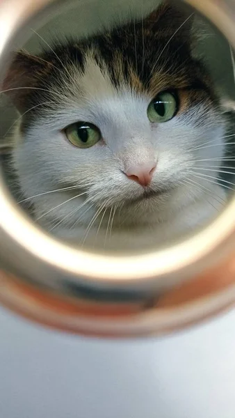 Όμορφο Πορτρέτο Μιας Αφράτης Γάτας Κουτί Για Ρούχα — Φωτογραφία Αρχείου