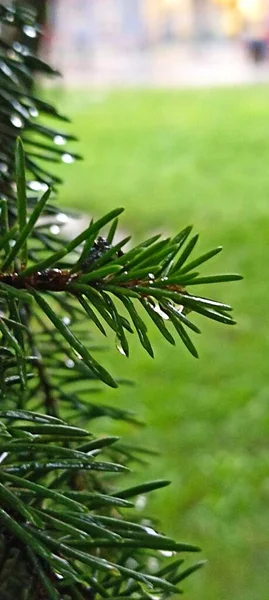 Pine Branch Water Drops — Stock Photo, Image