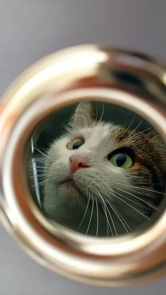 Belo Retrato Gato Fofo Uma Caixa — Fotografia de Stock